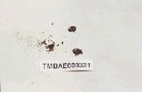 藏品(短枝高領苔)的圖片